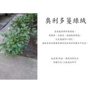 心栽花坊-奧利多蔓綠絨/9吋/觀葉植物/室內植物/綠化植物/售價800特價700