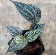 Pohon Sirih Merah / Tanaman Herbal Sirih Merah / Bibit Sirih Merah Asli