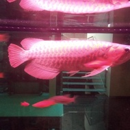 ikan arwana super red 50cm special