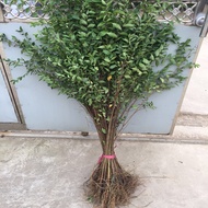 Elm Tree Seedlings Yucin Tree Seedlings White Elm Tree Courtyard Road Greening Fence Seedlings Edibl