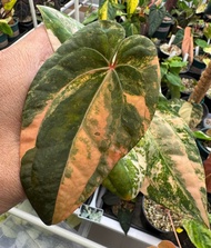 Bibit Bonggol Anthurium Variegata H046 / Kuping Gajah Hybrid Import