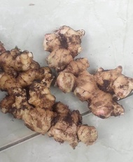 JAHE MPRIT/JAHE PARIS MUDA SEGAR 1KG