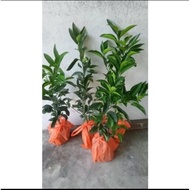 2 pokok limau bali madu.