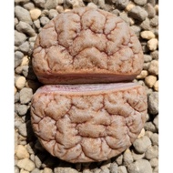 Lithops Gracilidelineata C189 Latte 7 years lithops (超脑C189荒玉/7年) 屁屁生石花 🇲🇾Ready stock