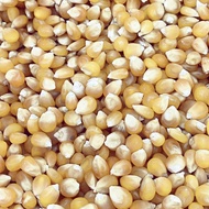 < Zhenxin Trading Company > Corn Kernels For Popcorn 600g/0.5kg