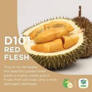 Durian IOI D168 Grafted,Anak Pokok