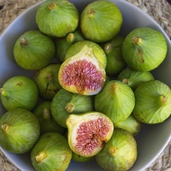 1 ต้น มะเดื่อฝรั่ง Figs Tree สูงขนาด 30 ซม เสียบยอด 6 เดือนพร้อมให้ผล