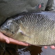 ikan gurame padang jumbo