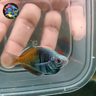 ikan Rainbow boesemani SB / BALON JANTAN