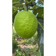 X COD !1KG Buah sukun / breadfruit/ 面包果