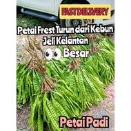 PETAI FRESH DARI KEBUN JELI KELANTAN/PETAI PADI/BIJI BESAR