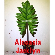 Alocasia Jacklyn ( plant / pokok )