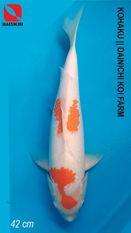 BEST Ikan Koi Import KOHAKU 42 cm Serti DAINICHI Koi Farm JEPANG