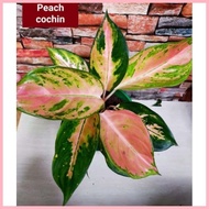 【Hot】 Aglaonema Lush Pink Cochin Live Plants for Indoor/Outdoor
