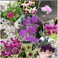 01 Anggrek Dendrobium Import Bangkok Thailand Pra Dewasa Sd Dewasa