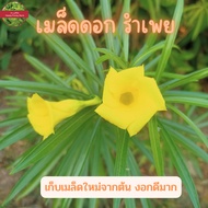 เมล็ดดอกรำเพย สีเหลือง 1ชุดมี6เมล็ด 30 บาท หรือเรียกว่า ดอกจำปาสร้อย กระบอก กระทอก ยี่โถฝรั่ง แซน่าวา แซะศาลา