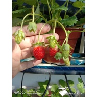 Pokok Strawberry Tanah Rendah Sangat Manis