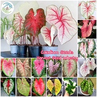 Easy to grow丨100pcs Rare Assorted Caladium Seeds Flower Seeds for Gardening Bonsai Seeds for Planting Flowers Ornamental Caladium Plant Seeds Air Plants Potted Plants Real Live Plants Indoor Plants for Home Garden Seedings