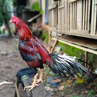 Ayam Bangkok Ekor Lidi