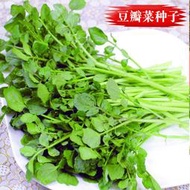 現貨 特價 快速發貨西洋菜種籽豆瓣菜種子 種籽農家青菜籽秋冬四季種植兒童蔬菜菜籽子fpny
