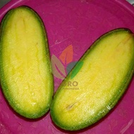 Bibit Buah Alpukat Mentega Tanpa Biji atau Non Biji
