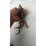 Tokek Liar Rumah Ekor Cabang Hidup Langka Obat Herbal Murah terbaru