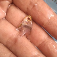 Capungan MATA MERAH Size S - Ikan Hias Laut