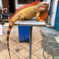iguana jantan super red jumbo sshat tidak sakit