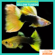 RFA High Grade German Yellow Tail Tuxedo Guppy Ikan Hidup Guppy
