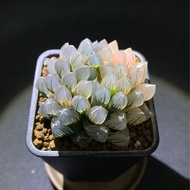 多肉植物 十二卷屬 糊斑霓虹燈