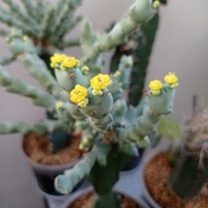 Plant (Euphorbia clivicola 丘栖大戟)
