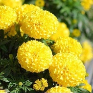 Golden Dwarf Marigold Seeds F1 PN-102 15 seeds - Phu Nong - VTNN Nong Dien Trang