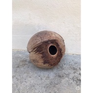 Sarang Burung Baji /burung ciak rumah ( Sarang buah Kelapa original/asli )