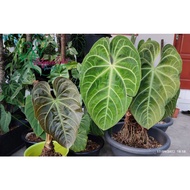 Anthurium Bajet / Red crystallinum / Regale Sundal / Basseae/ Silver Blush / Dark Form