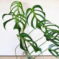 Monstera Burle Marx Flame / Live plant