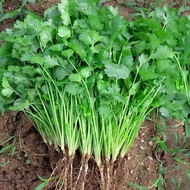 MSW 100PCS Biji Benih Daun Ketumbar/Coriander  Seeds/Vegetable Seeds/Benih sayur/香菜种子Biji Benih Ketu