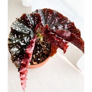 Tanaman Begonia Begonia Moka ( Begonia Cracklin Rosie)