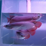 Jual arwana super red 20 cm pontianak Murah