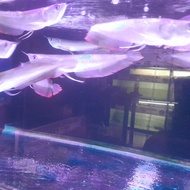 ikan arwana silver red 20 cm 