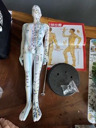 經絡穴位人體模型 （經穴 奇穴）