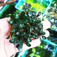 Sindo - Bucephalandra Mini Coin porsi clump Live Plant Q0F1XQ745R