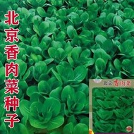 ⑧比香菜種子 種籽原種引進北京香菜種子 種籽耐寒耐熱口感好速生快長tqxy