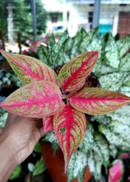 Aglonema Red Legacy/Tanaman Hias Hidup Aglonema Red Legacy