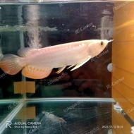 ikan arwana Golden Red HB