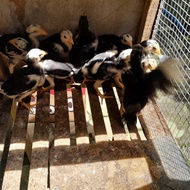 DOC AYAM KAMPUNG BANGKOK BK ASLI UMUR 2-3 MINGGU-ANAK AYAM KAMPUNG BANGKOK BK ASLI-AYAM BANGKOK BK A