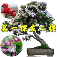 Benih Bunga yang Diimport Pohon Buah enih Anggur Pokok Persik unga Begonia uah AraDelima Haishu Flower Pot ditanam Four