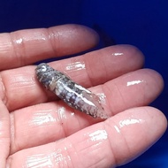 ikan jabing glodok