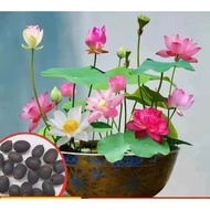 10 Colorful Mini Japanese Lotus Seeds (head cut, FREE FERTILIZER) | Mini lotus seeds | 99% germinati