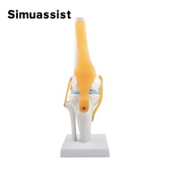 1:1 Flexible Knee Joint Model with Ligaments and Base Femur Tibia and Fibula Bone Anatomy Model Medi