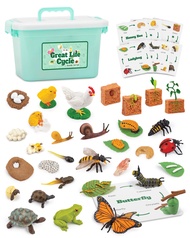 Life Cycle Sets Figurine Toys, Kids Animal Match Set with Frog, Ladybug, and More, Stocking Stuffers